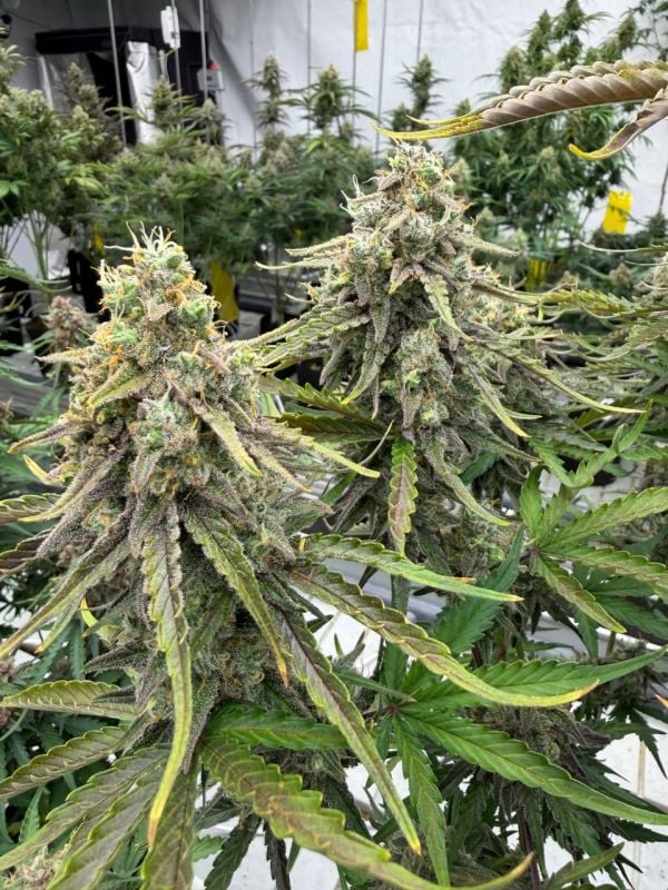 Instagram Afghan Kush Auto