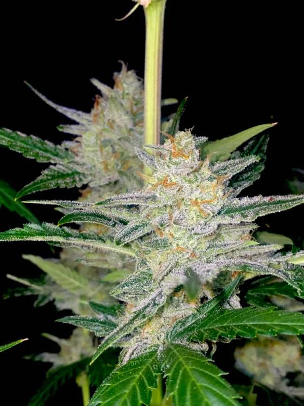 Instagram Banana Frost Auto