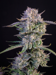 Instagram Strawberry Gorilla Auto