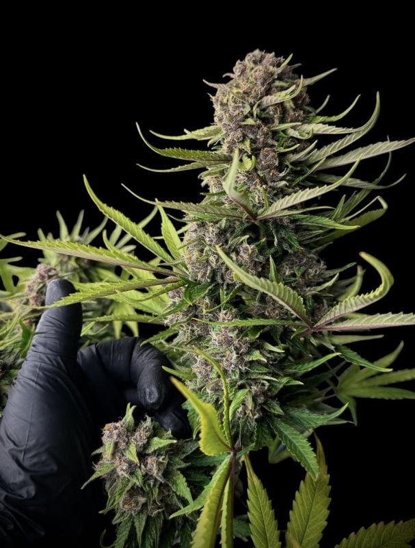 Instagram Frostbanger Auto