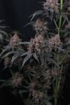 Instagram Mango Cherry Runtz Auto™
