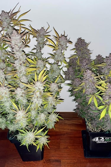 Instagram Mix Pack Auto