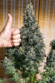 Instagram Tropicana Cookies FF