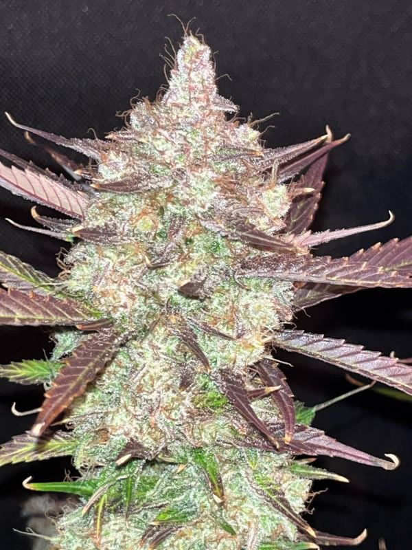 AUTO | Guava Auto RF3™