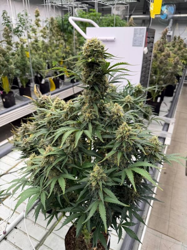 Instagram White Widow Auto