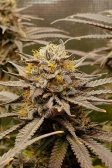 Instagram Gorilla Cookies FF
