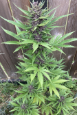 Instagram Purple Punch Auto