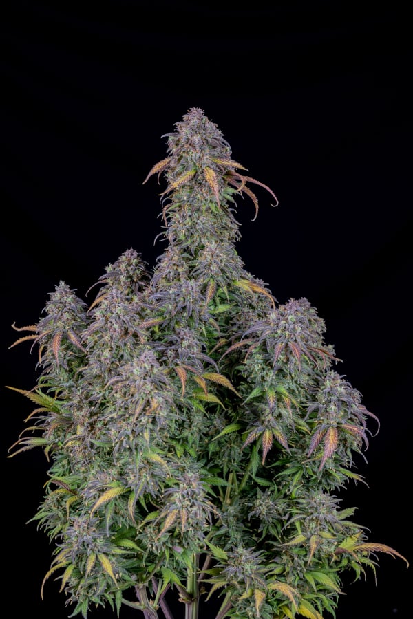 Blueberry Auto Cannabis Seeds – Buy Blueberry Weed Strain 