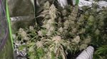 Instagram Guava Runtz Auto™