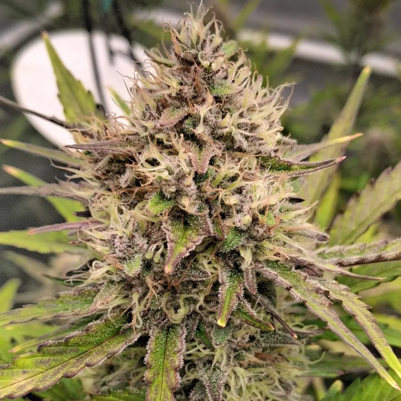 Instagram Guava Sundae Auto