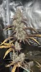 Instagram GMO Auto™