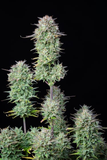 Instagram Kosher Cake Auto