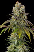 Instagram Gorilla Cookies FF