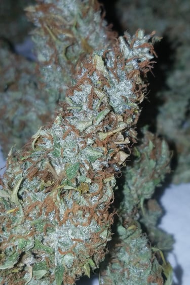 Instagram Californian Snow Auto