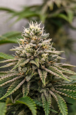 Instagram Gorilla Melon™