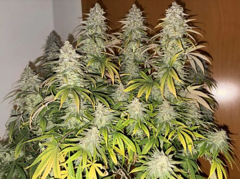 Instagram Orange Sherbet Auto