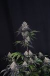 Instagram Sundae Frost Auto™