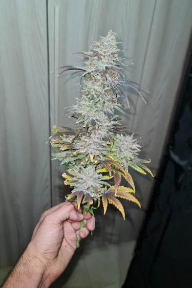 Instagram Wedding Cheesecake FF