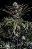 Instagram Purple Lemonade FF