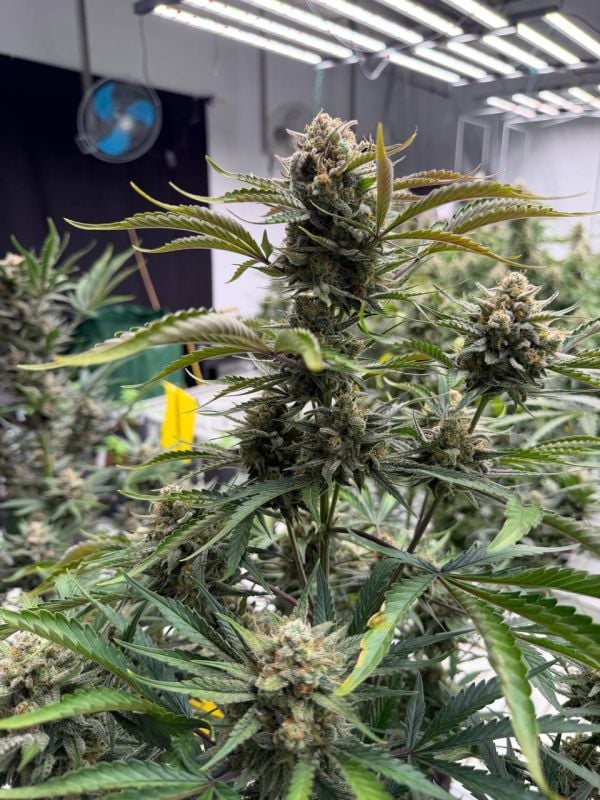 Instagram Sour Diesel Auto
