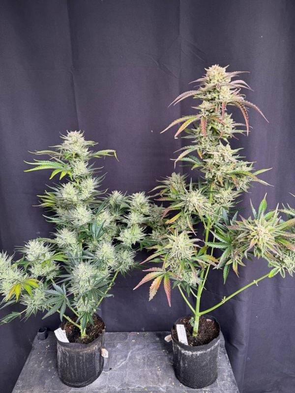 Instagram AK Auto