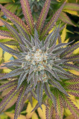 Instagram Tropicana Cookies FF