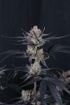 Instagram Guava Runtz Auto™