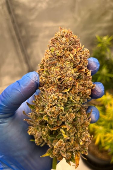 Instagram Forbidden Runtz Auto