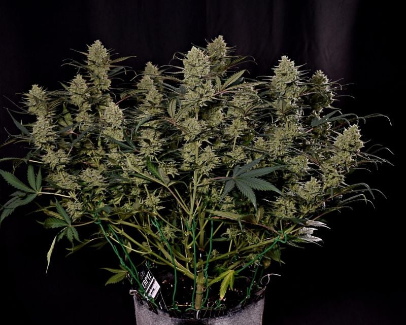 Instagram Guava Auto