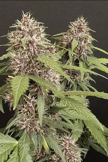 Buy LSD-25 Auto Cannabis Seeds | Fast Buds