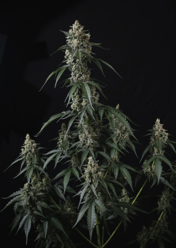 Instagram Cherry Cookies Trial Pack