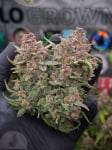 Instagram Banana Purple Punch Auto