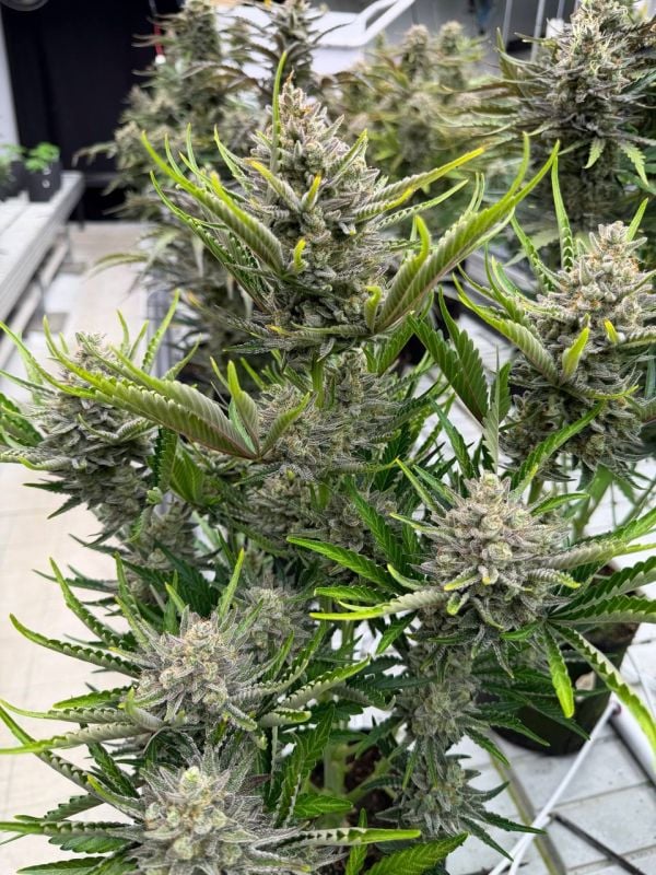 Instagram Trainwreck Auto