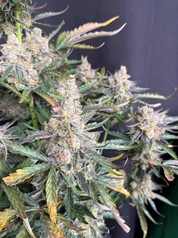 Instagram Big Bud Auto