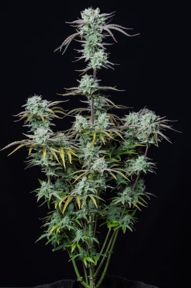 Instagram Strawberry Banana Auto