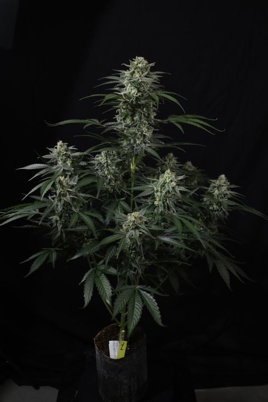 Instagram Banana Frost Auto