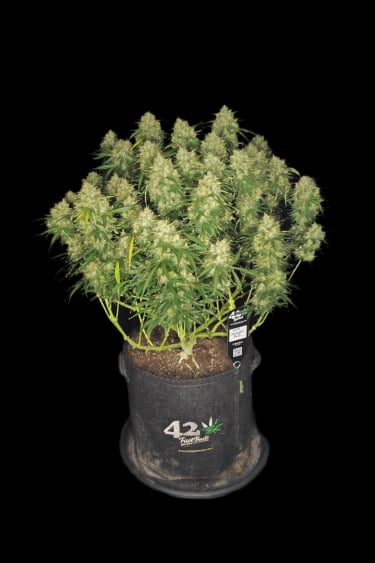 Instagram Sour Jealousy Auto