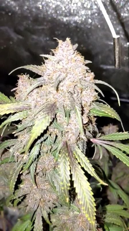 Strawberry Gorilla Auto @zandos4204955 DIS 