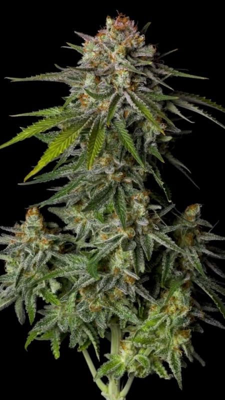 GG4 Sherbet Fastflowering @highigan1
