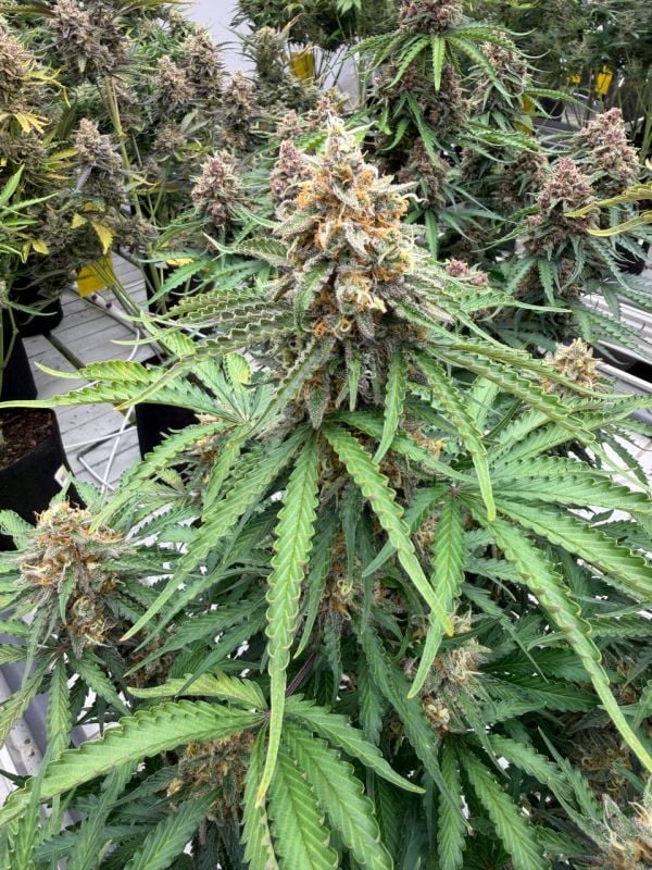 Instagram Afghan Kush Auto