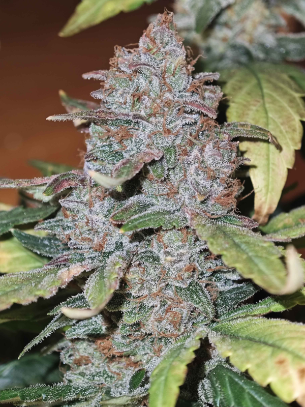 AUTO | Guava Sundae Auto™