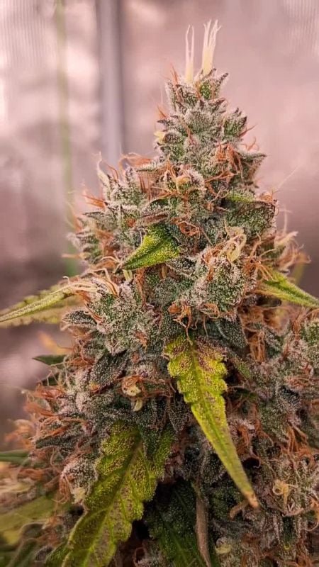 Guava Runtz Auto @blakx89 IG 1