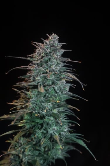 Strawberry Gorilla Auto