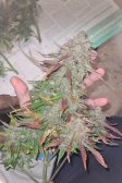 Instagram Papaya Cookies Auto™
