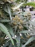 Instagram Big Bud Auto