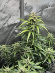 Instagram Gorilla Z Auto
