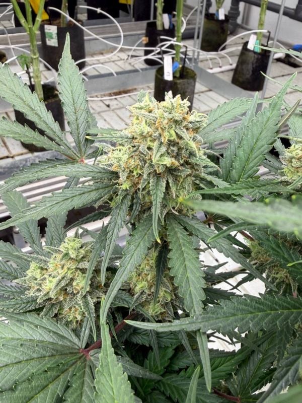 Instagram Moby Dick Auto