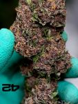 Instagram Mango Cherry Runtz Auto™