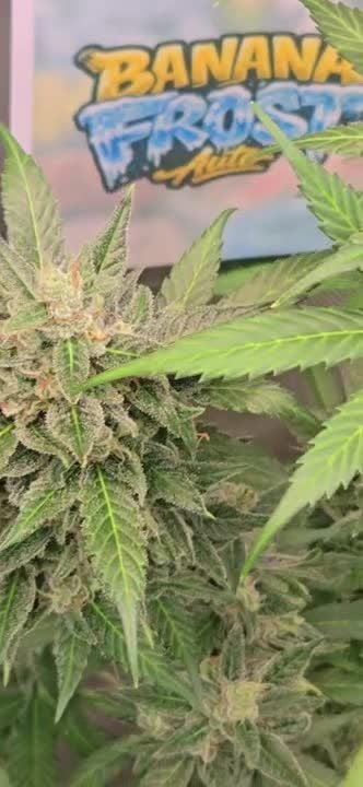 Banana Frost Auto @chubbs 1