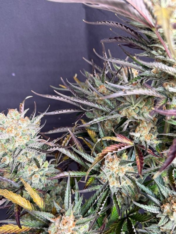 Instagram Blueberry Auto